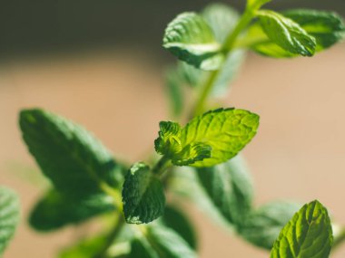 Nane ot bitki makro güneşli günde vurdu