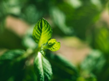 Nane ot bitki makro güneşli günde vurdu