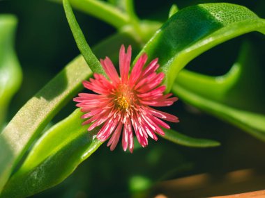 Etli bitki makro vurdu. Pembe çiçek