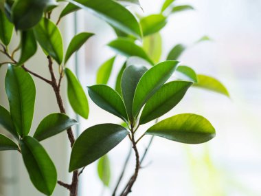 Ficus ginseng bonsai bitki büyüyen