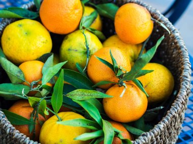 Sepet içinde İtalyan taze mandalina