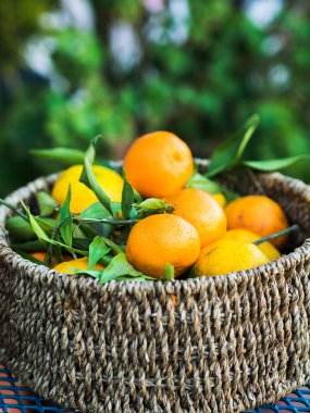 Sepet içinde İtalyan taze mandalina
