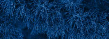 Klasik mavi köknar ağacı kış yılbaşı arkaplanı