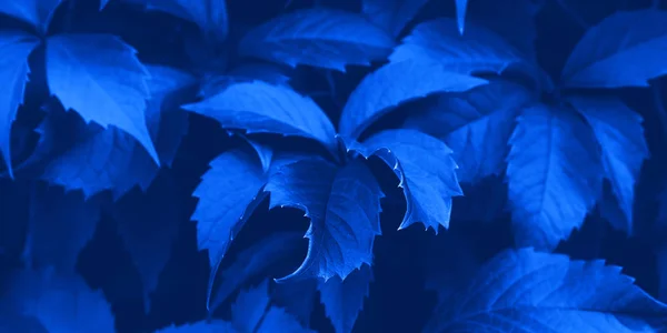 2020 Bandera botánica de follaje azul clásico — Foto de Stock
