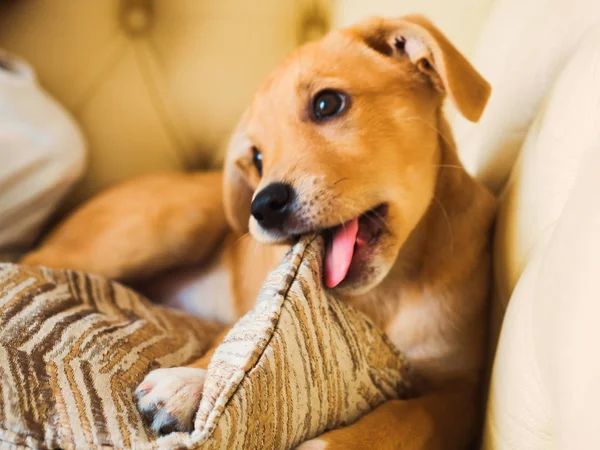 Kanepede yastıkla oynayan tatlı köpek yavrusu