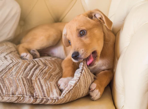 Kanepede yastıkla oynayan tatlı köpek yavrusu