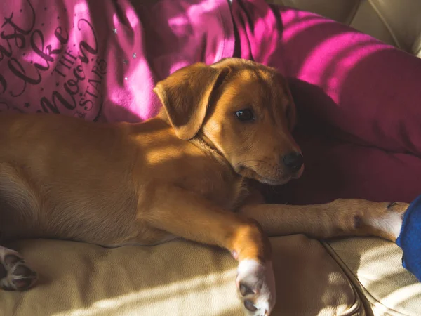 Милый золотой щенок на диване с детьми — стоковое фото