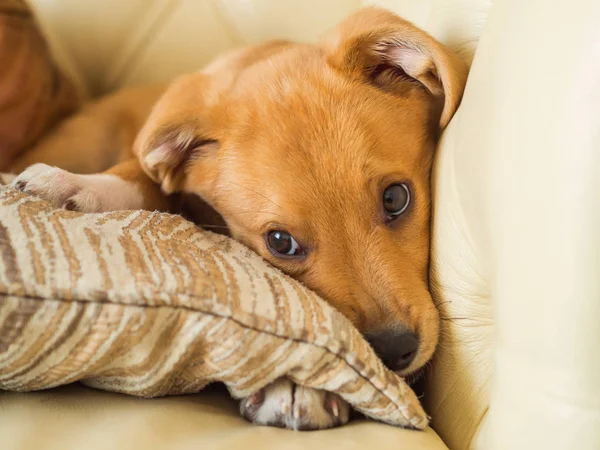 Золотой милый щенок играет с подушкой на диване — стоковое фото