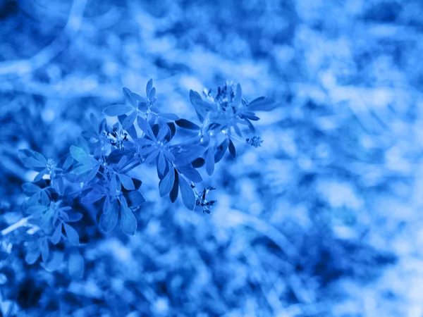 Fondo clásico de flores tonificadas azules. Enfoque suave — Foto de Stock