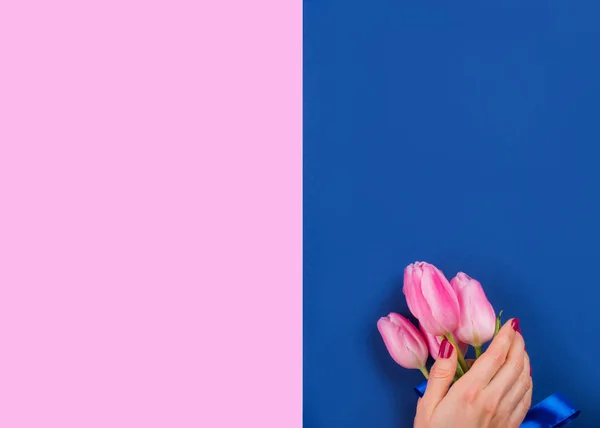 Female hand with tulips on pink and blue backdrop — 스톡 사진