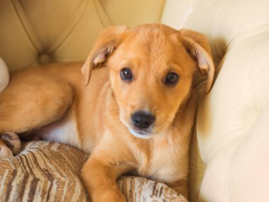 Kanepede yastıkla oynayan tatlı köpek yavrusu