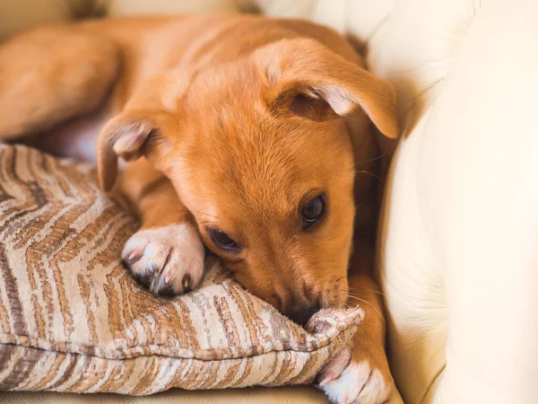 Золотой милый щенок играет с подушкой на диване — стоковое фото