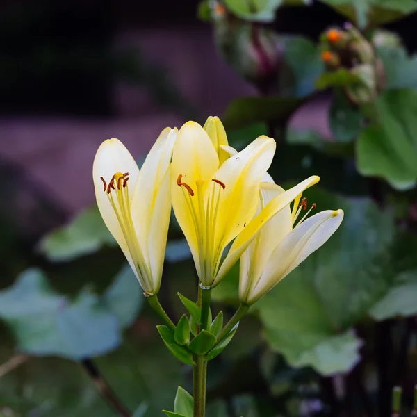 Květiny lilie v zahradě — Stock fotografie