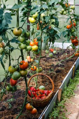 Domates hasat toplama 