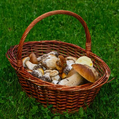 Toplanan mantar sepeti