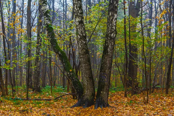 森の中の3つのバーチズ — ストック写真