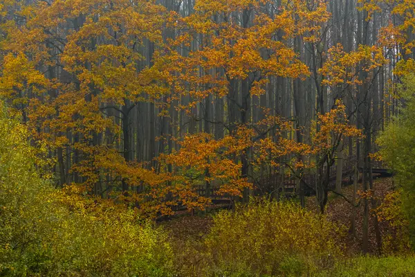 Желтые листья в дубовой роще — стоковое фото