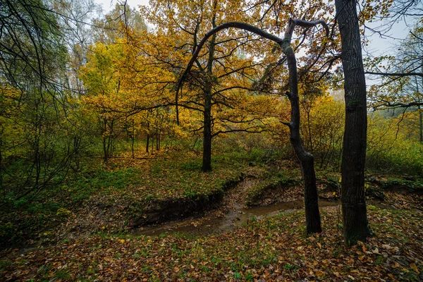 Temporada de otoño en el bosque —  Fotos de Stock