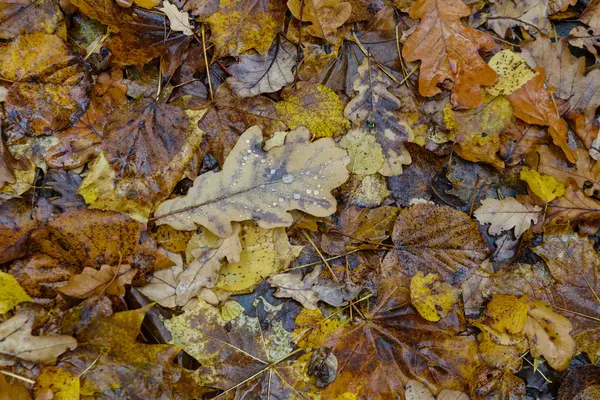 A bukott le a levelek őszi minta — Stock Fotó