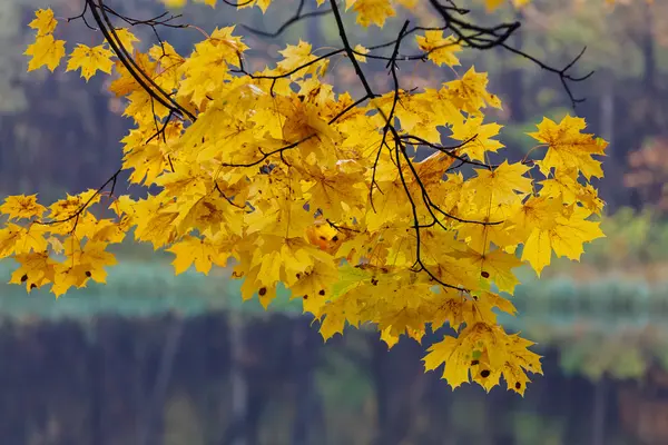 Branche d'érable aux feuilles dorées — Photo