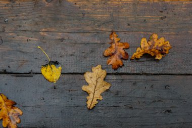 Düşmüş aşağı yapraklarından sonbahar desen 