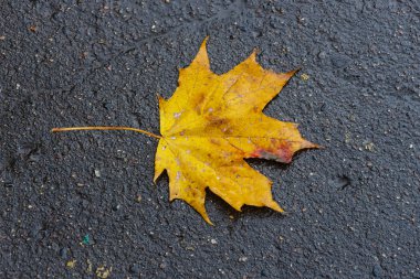 Bir akçaağaç düşmüş sarı yaprak