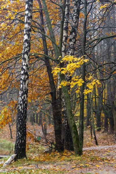 Fall season in the wood — Stock Photo, Image