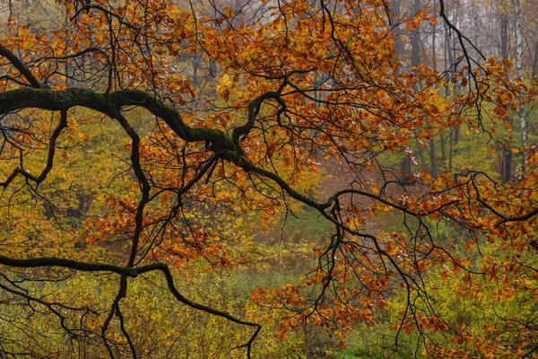 Gele bladeren in een eiken grove — Stockfoto