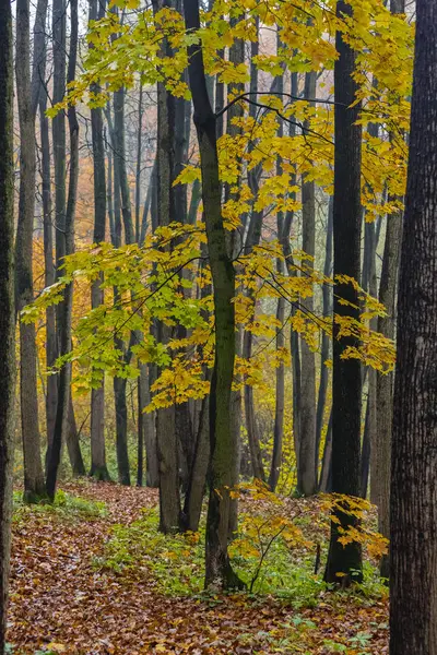 Fall season in the wood — Stock Photo, Image