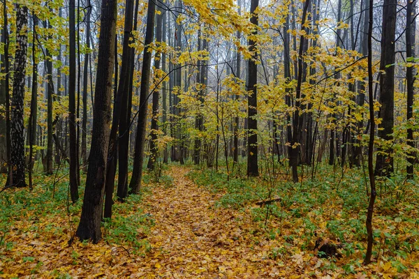 Saison d'automne dans le bois — Photo