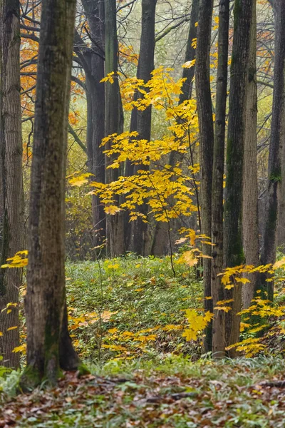 Fall season in the wood — Stock Photo, Image