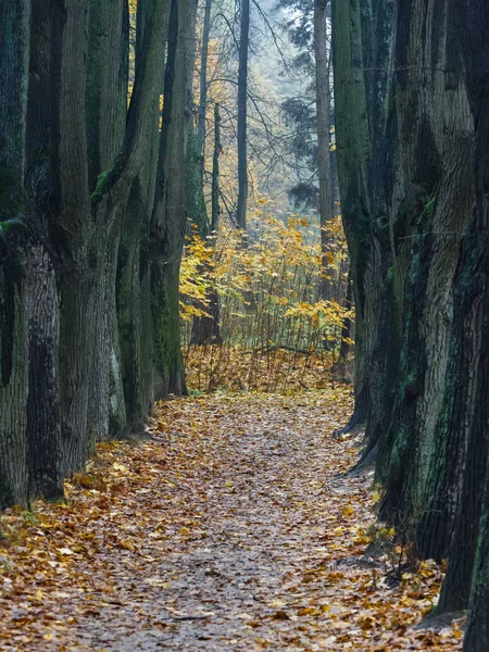 Path between trunks of big lindens — Stock Photo, Image