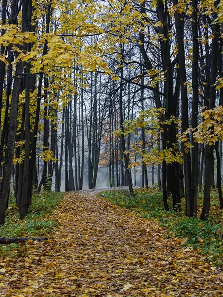 Autumn landscape with a lane — Stock Photo, Image