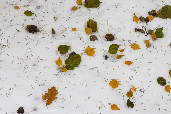 Patrón de nieve y hojas —  Fotos de Stock