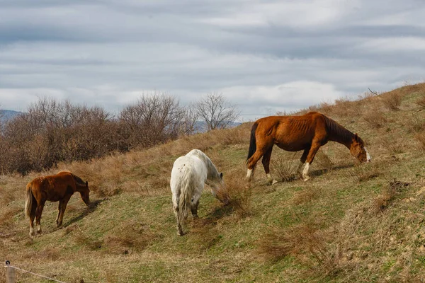 Horses grazed on a mountain slope — Stock Photo, Image