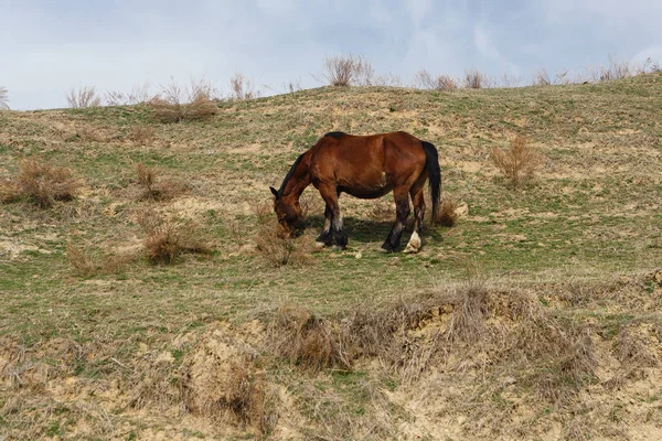 Horses grazed on a mountain slope — Stock Photo, Image