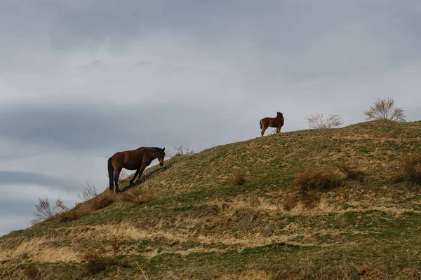 Horses grazed on a mountain slope — Stock Photo, Image