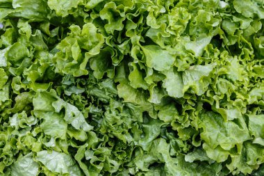 Taze açık yeşil marul yaprakları 