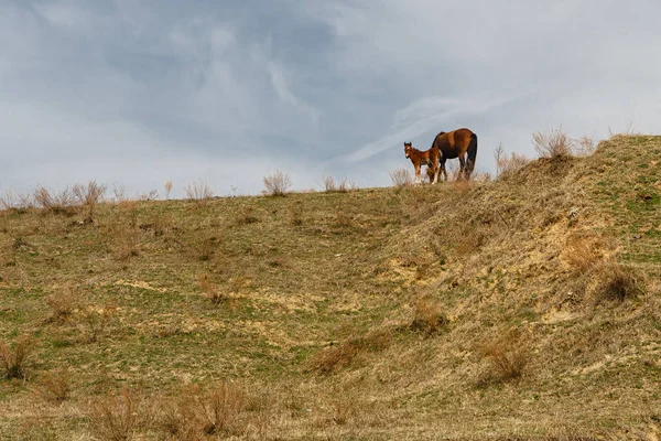 Horses grazed on a mountain slope — Stock Photo, Image