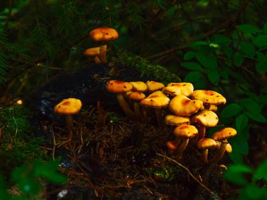 Bir saplama üzerinde büyüyen mantar