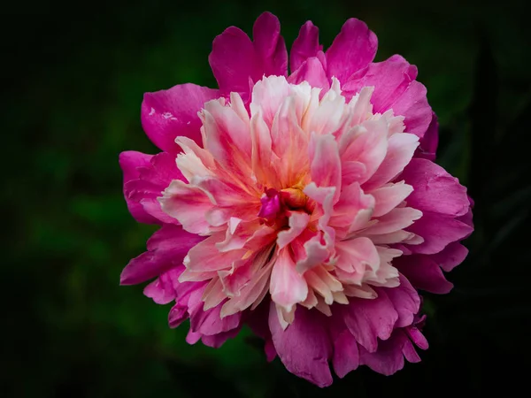 Blühende rote und rosa Pfingstrose — Stockfoto