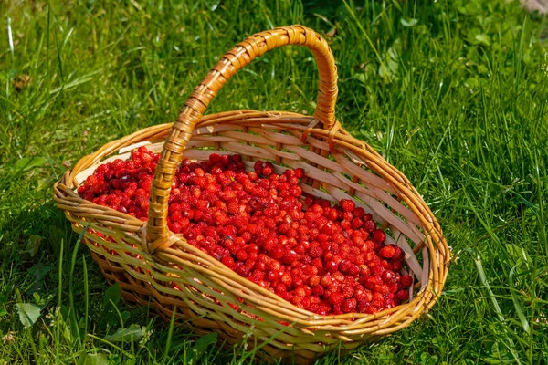 Basket full of ripe berries of a wild strawberry — Stock Photo, Image
