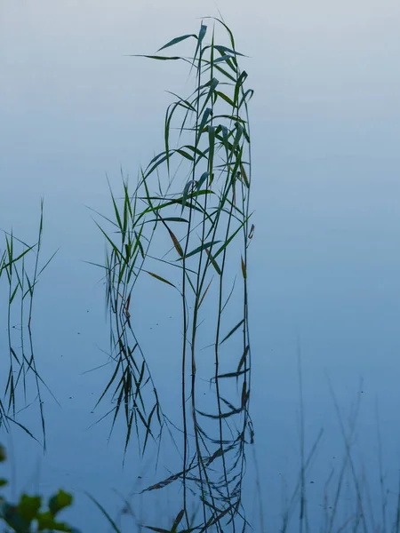Reed e seu reflexo na água — Fotografia de Stock