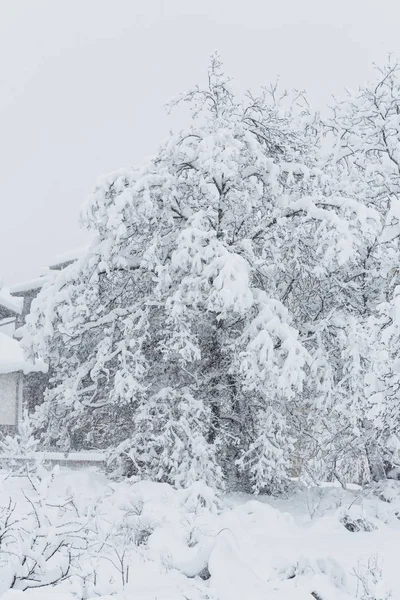 Горіхове дерево, яке заповнене снігом — стокове фото