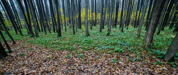 Temporada de otoño en el bosque — Foto de Stock