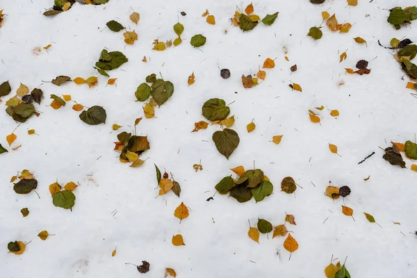 Patrón de nieve y hojas —  Fotos de Stock