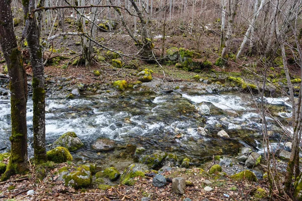 Montaña pequeño río que fluye entre las piedras cultivadas de musgo —  Fotos de Stock