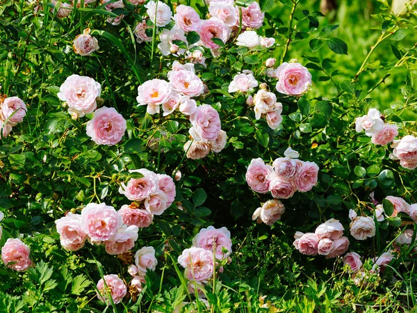 Blumenmuster aus Rosenblüten — Stockfoto