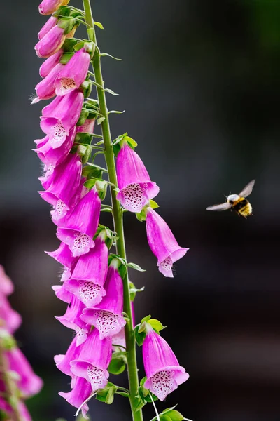 Fotografia makro z fioletowy naparstnica i pszczoła — Zdjęcie stockowe