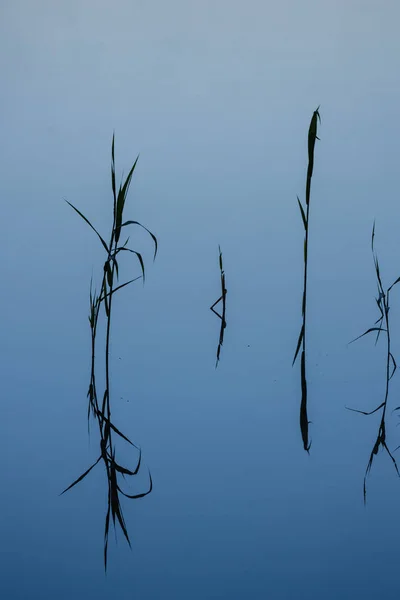 Reed ve su onun yansıması